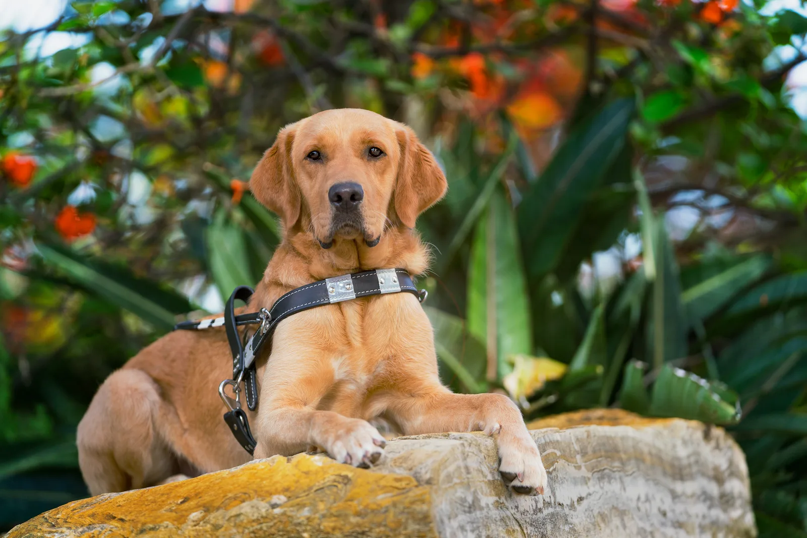 How to Compare Adult Guide Dog Programs Before You Apply